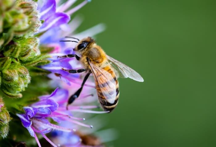 Pszczoła Symbolika & Znaczenie & Duchowe zwierzę pszczoły