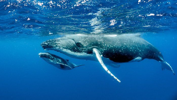 Wieloryb Znaczenie & Symbolika & Duchowe zwierzę wieloryba