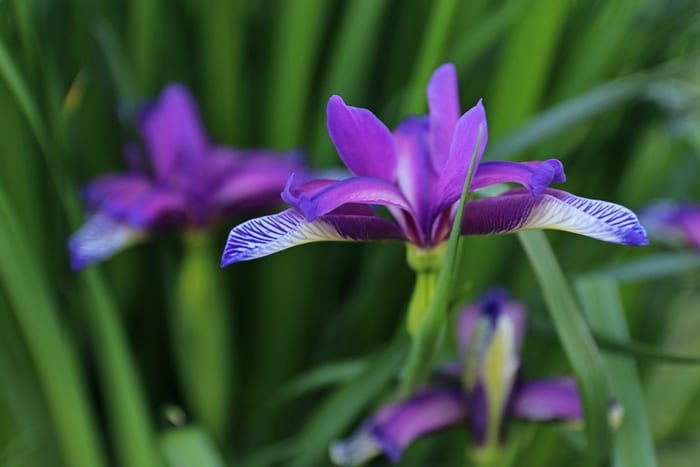 Iris Flower Meanings & Symbolism + Iris Planting & Care