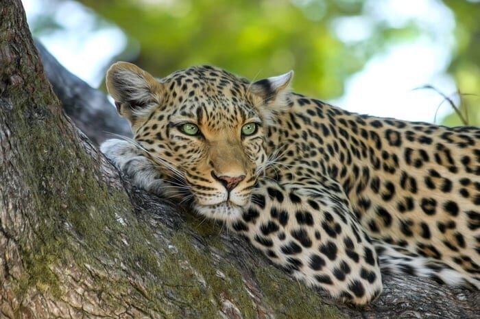 Leopard Symbolika & Znaczenie & Duch zwierzęcia