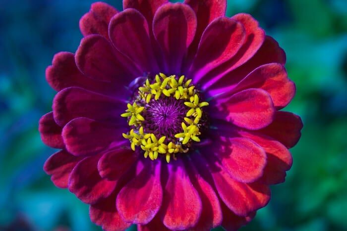 Zinnia Flower Meaning & Symbolism + Color Meanings.