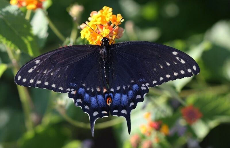 15 Znaczenia Czarnego Motyla: Co ujawnia tajemnica?