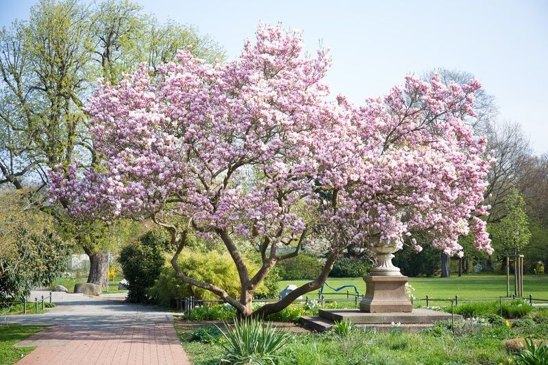 15 Magnolia Znaczenia: symbolika kwiatu i drzewa