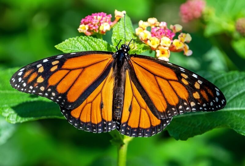 17 Znaczenia motyli monarchów: co symbolizują?