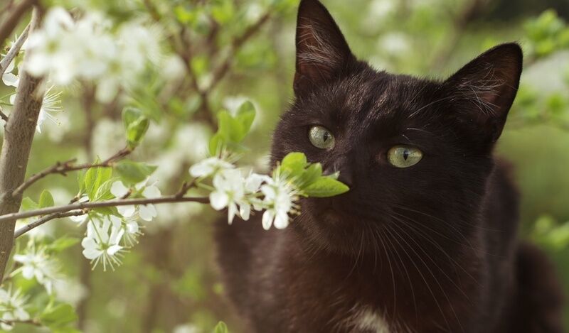 17 Znaczenia czarnego kota: duchowość, mitologia & folklor