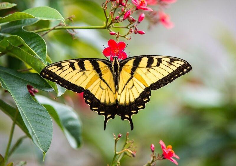 21 Znaczenia żółtego motyla: duchowe, miłość, pieniądze & zdrowie