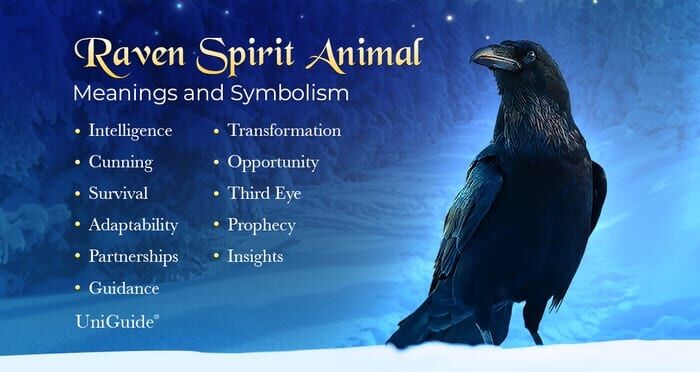 Kruk Symbolika & Znaczenie & Kruk Duchowe zwierzę