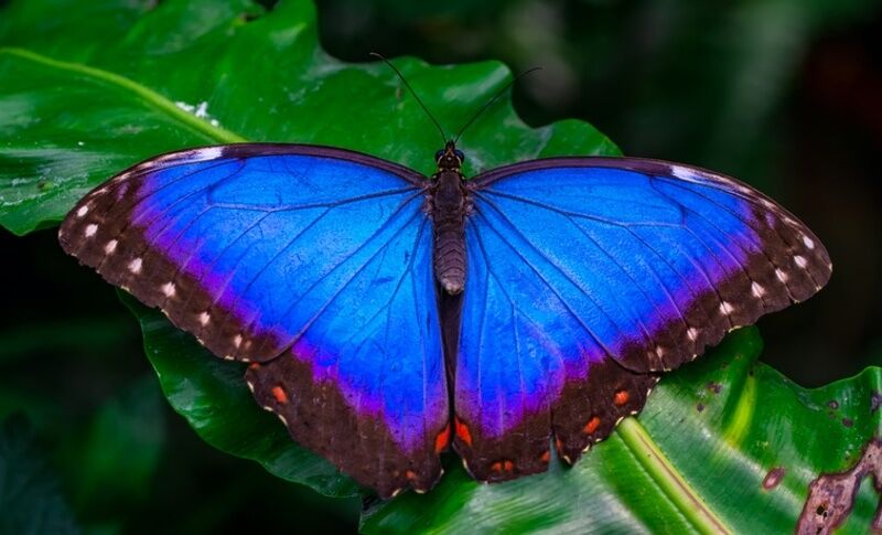 17 Znaczenia niebieskiego motyla: duchowość, miłość, pieniądze & zdrowie