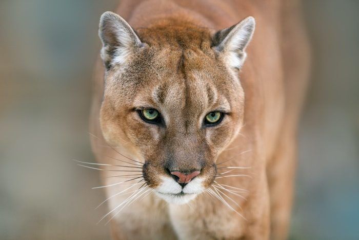 Cougar Znaczenie & Symbolika & Duch zwierzęcia