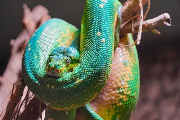 Wąż Symbolika & Znaczenie & Duchowe zwierzę węża