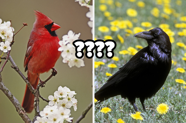 Quiz o ptakach: Jakim jestem ptakiem? Dowiedz się!