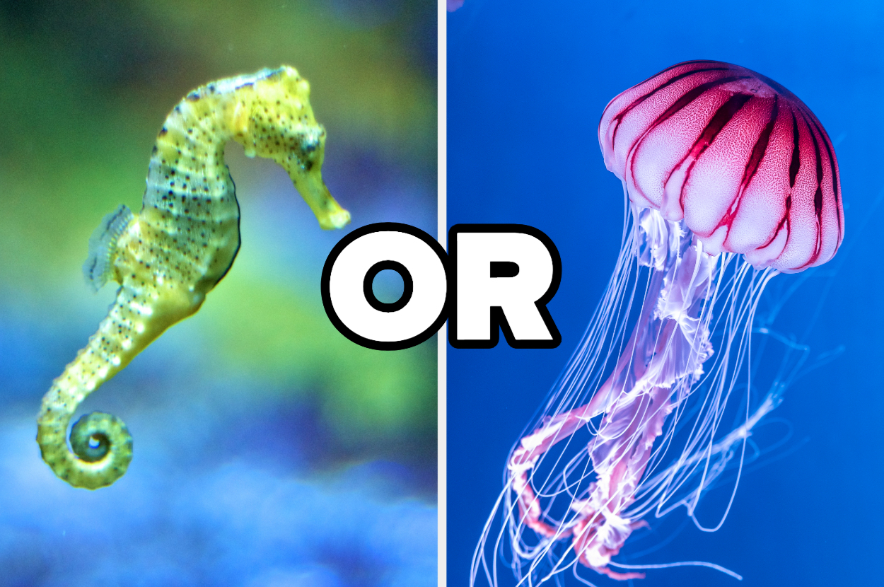 Jakim morskim stworzeniem jestem, weź udział w quizie i dowiedz się!